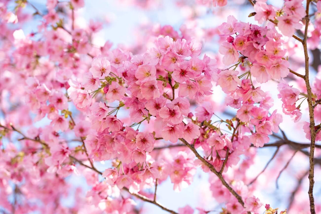 Sakura – japońskie drzewo życia i piękna. Symbolika, rytuały, posiłki o smaku Sakura Latte